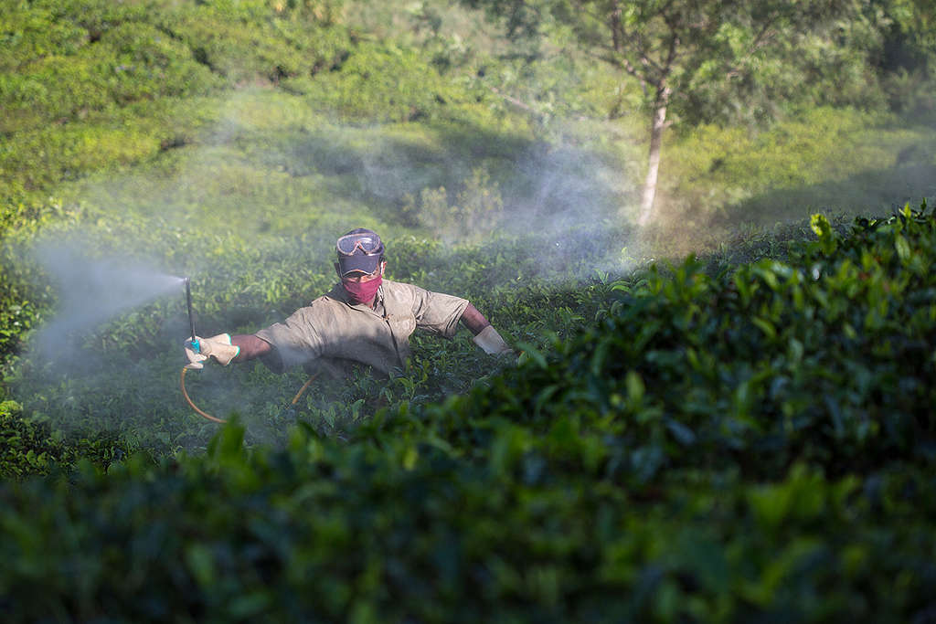 Pesticide Spraying in Tea Estate in Kerala. © Vivek M. / Greenpeace