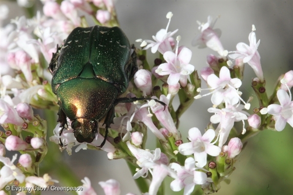 insect