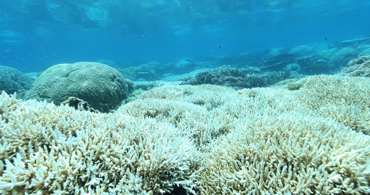 Great Barrier Reef Mass Coral Bleaching Event. © Dean Miller / Greenpeace Great Barrier Reef Mass Coral Bleaching Event. © Dean Miller / Greenpeace