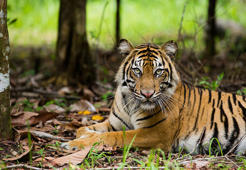 Sumatran Tiger in Tambling Wildlife Nature Conservation. © Paul Hilton / Greenpeace