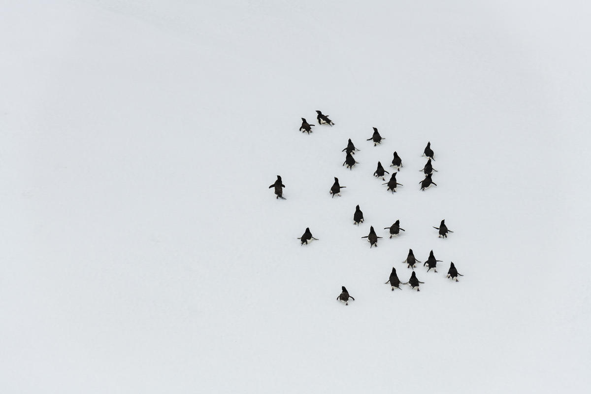 Adélie Penguins in the Antarctic. © Daniel Beltrá / Greenpeace