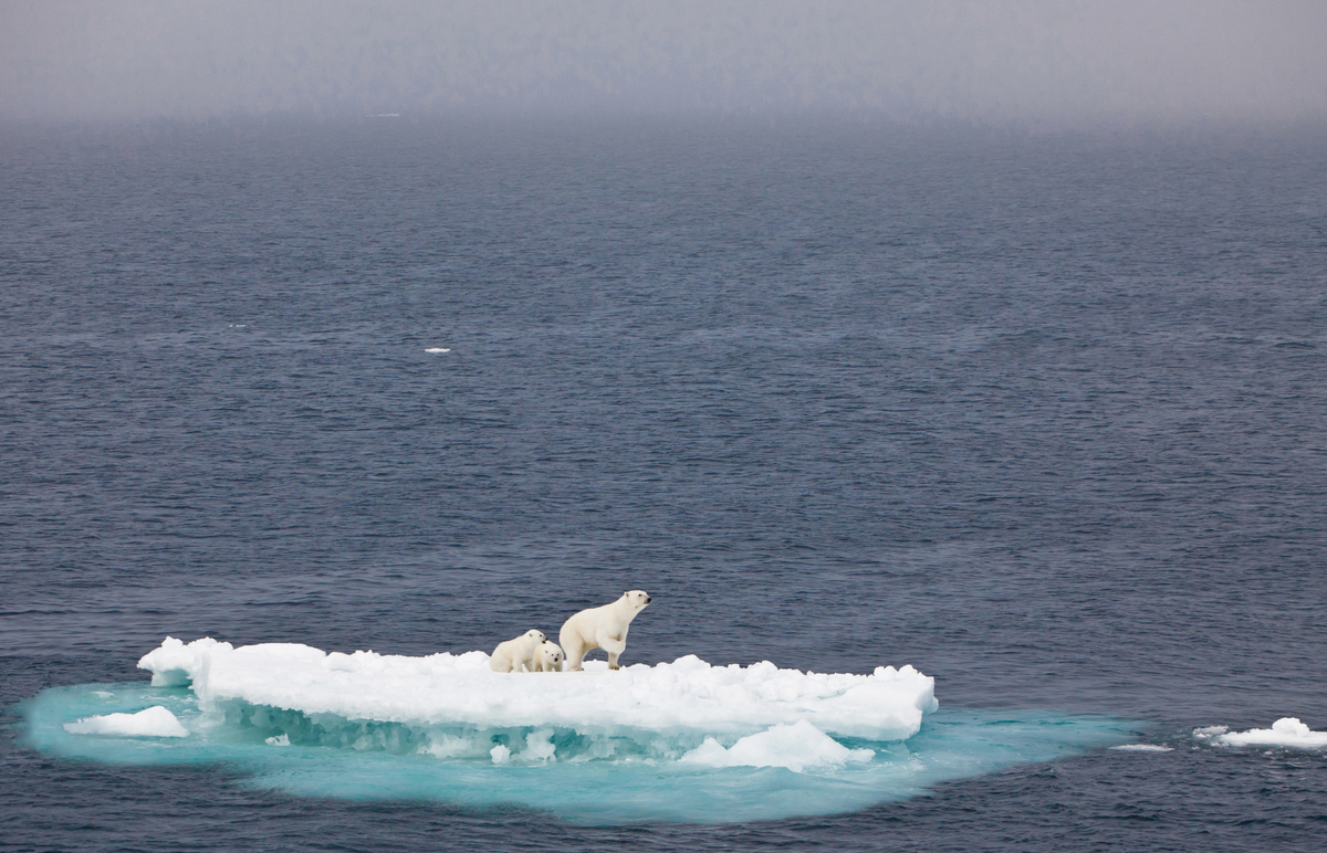 Polar Bear Family in the Arctic. © Sandra Walser / Greenpeace
