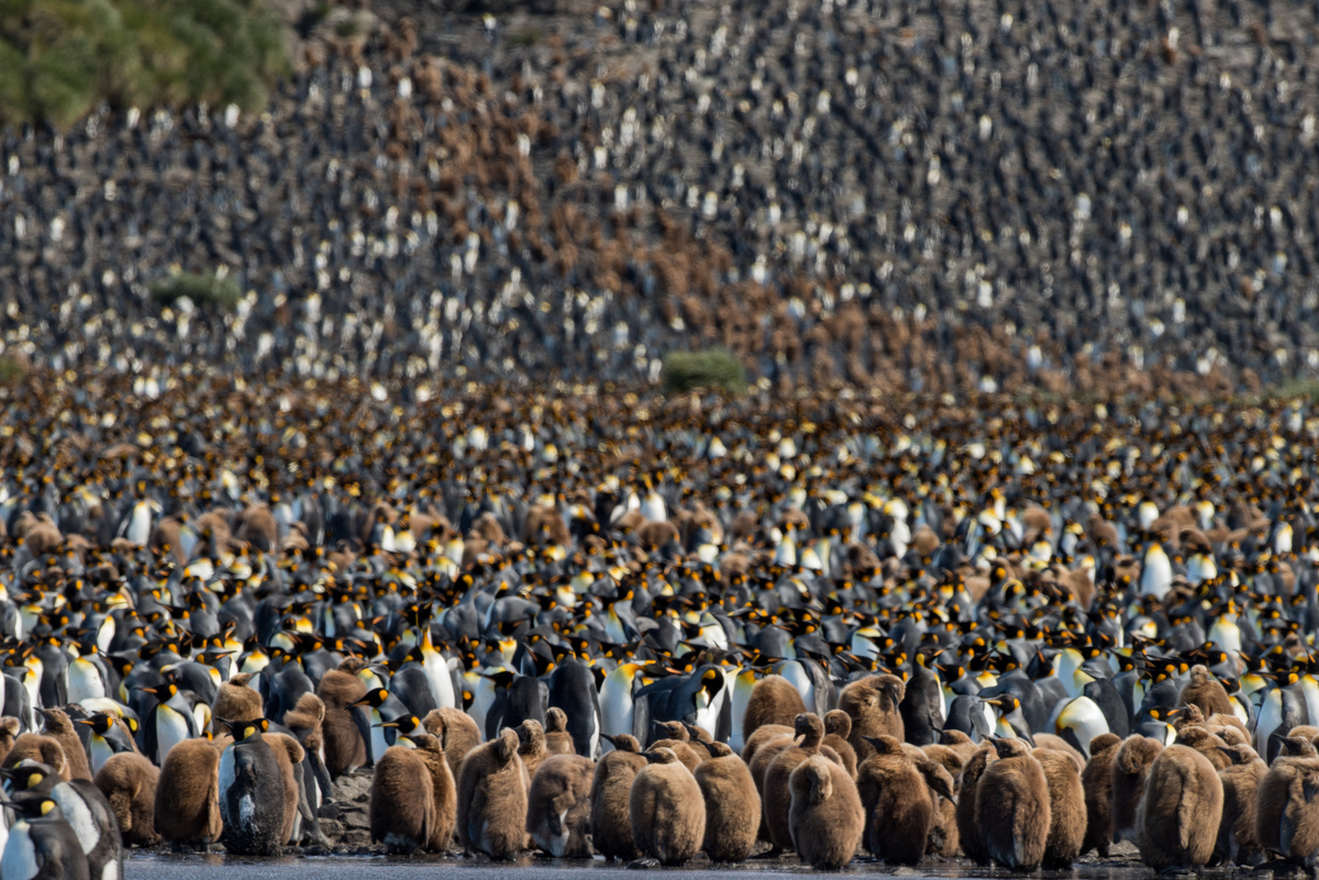 Colony of Penguins in the Antarctic. © Roie Galitz