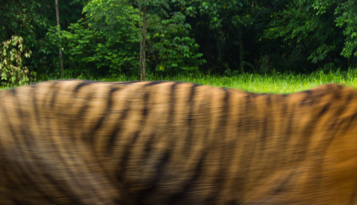 Sumatran Tiger in Tambling Wildlife Nature Conservation. © Paul Hilton / Greenpeace