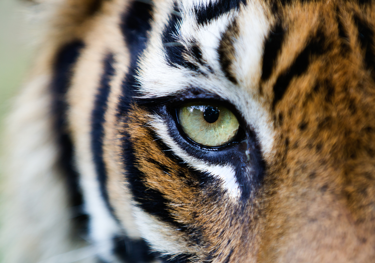 Sumatran Tiger in Tambling Wildlife Nature Conservation. © Paul Hilton / Greenpeace