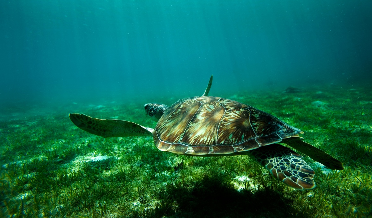 Green Turtle in the Maldives . © Greenpeace / Paul Hilton