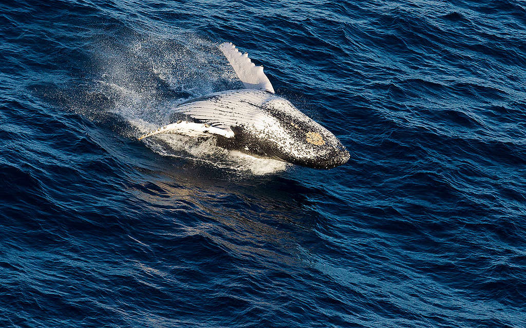 Humpback Whale in the Indian Ocean. © Paul Hilton / Greenpeace