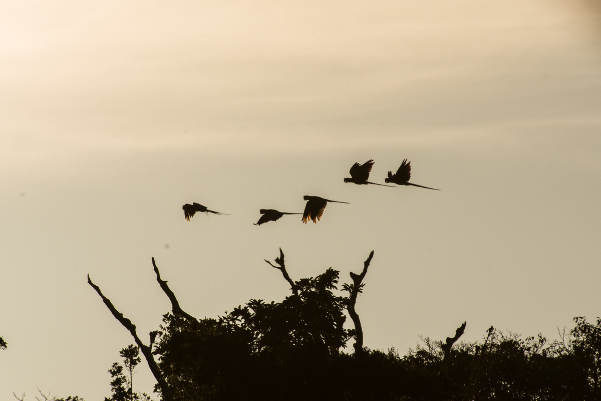 Red-and-Green Macaws Flying over the Tapajós River in the Amazon Rainforest. © Valdemir Cunha / Greenpeace
