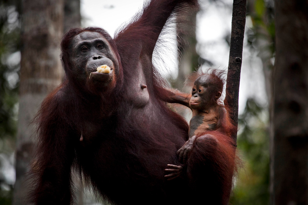 Orangutan Feeding Platform near Tanjung Puting National Park. © Ulet Ifansasti / Greenpeace