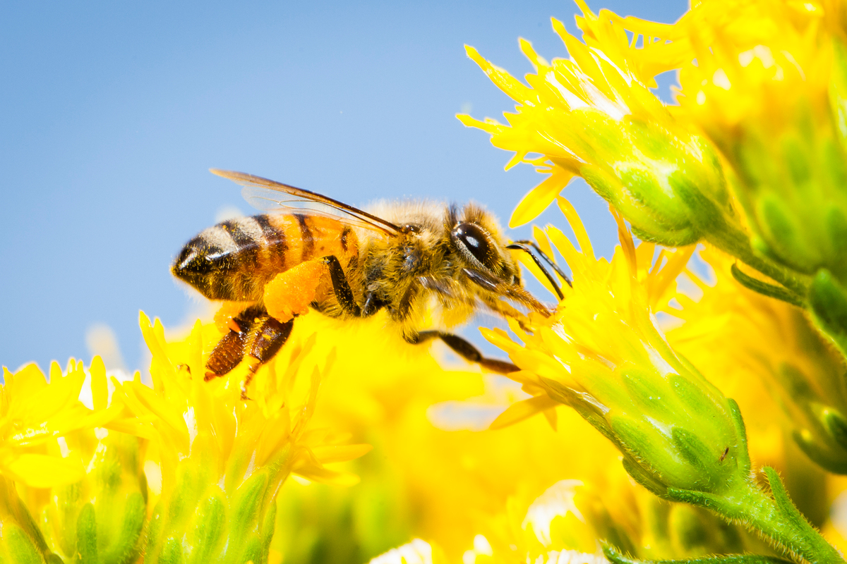 Bees on Blossoms in Germany. © Axel Kirchhof / Greenpeace