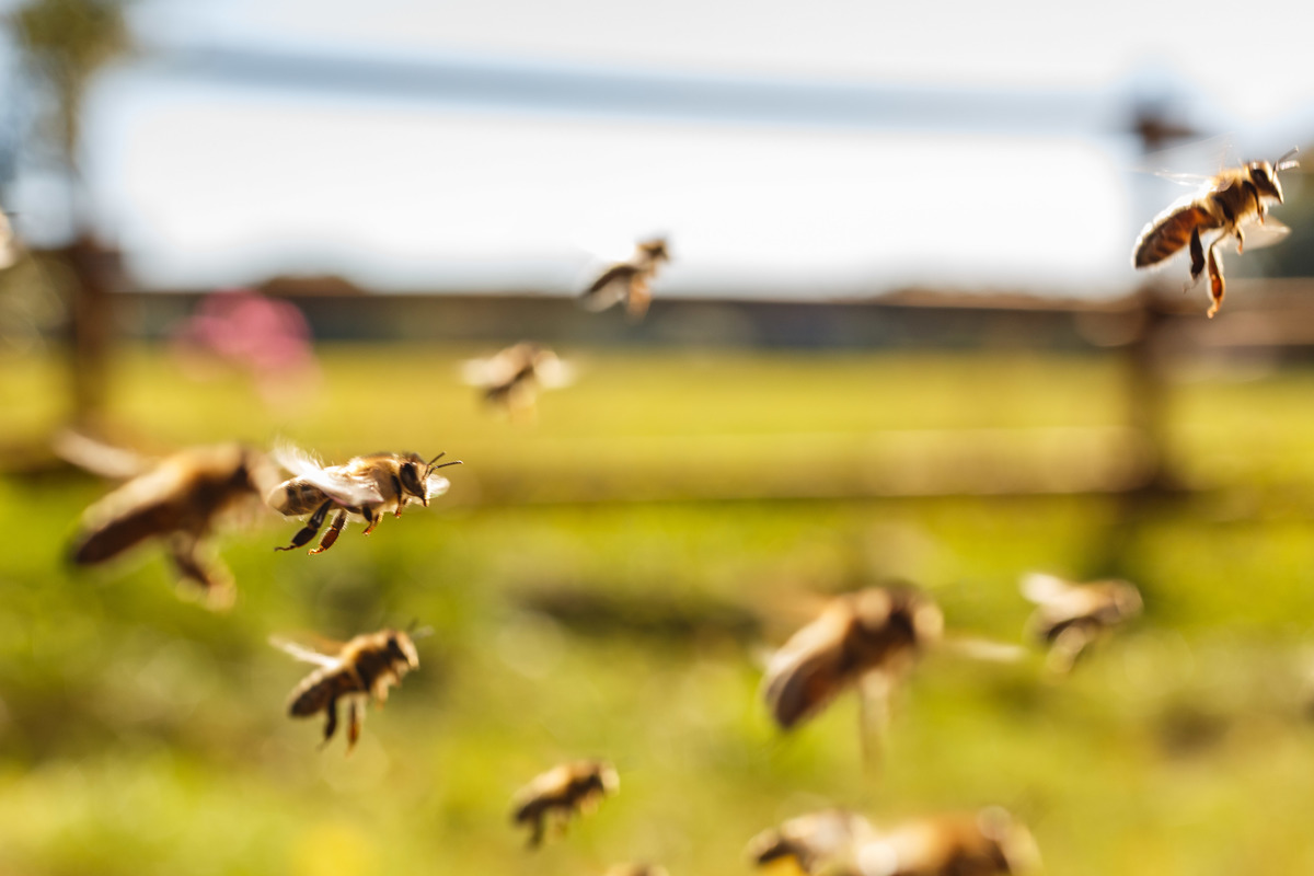 Bees in Flight in Germany. © Holger Weber / Greenpeace