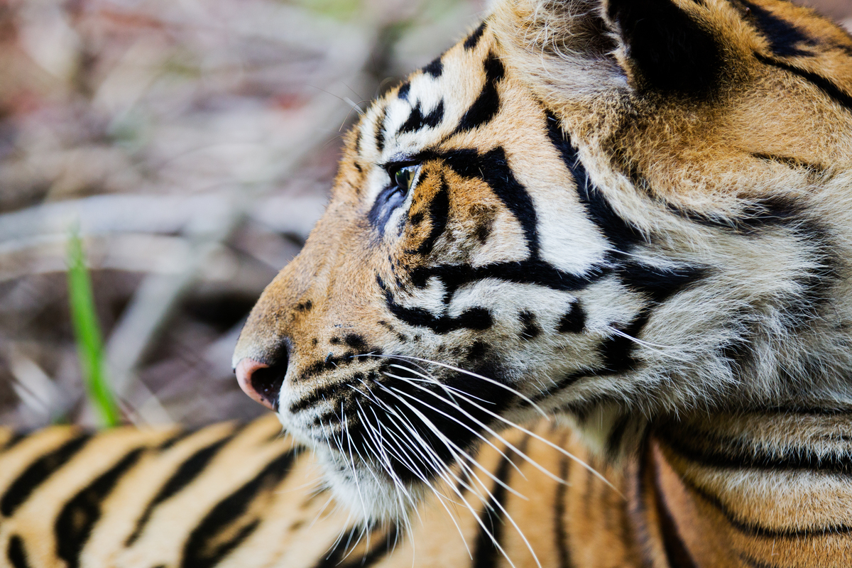 Sumatran Tiger in Tambling Wildlife Nature Conservation. © Paul Hilton / Greenpeace