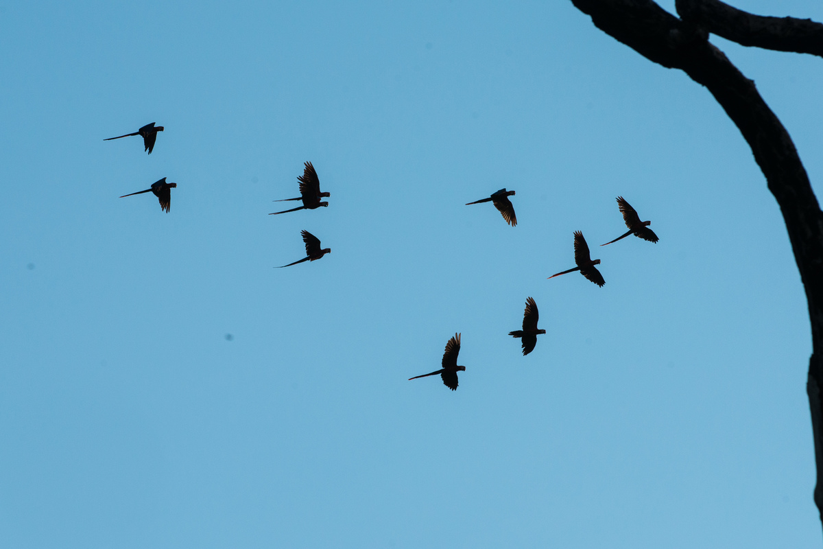 Red-and-Green Macaws Flying over the Tapajós River in the Amazon Rainforest. © Valdemir Cunha / Greenpeace