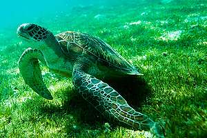 Green Turtle in the Maldives. © Greenpeace / Paul Hilton