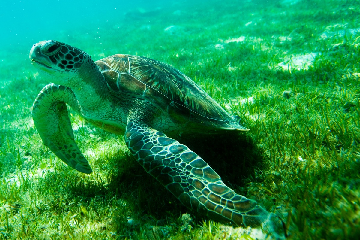 Green Turtle in the Maldives. © Greenpeace / Paul Hilton Green Turtle in the Maldives. © Greenpeace / Paul Hilton