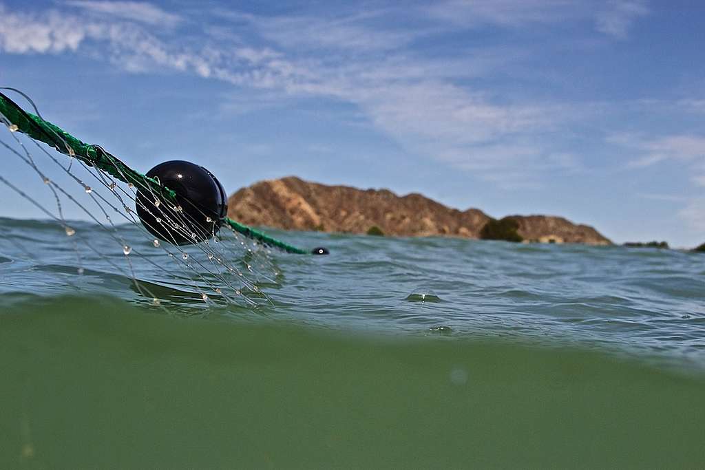 Gill Nets Illegal Fishing in Mexico. © Greenpeace / Virgilio Moreno