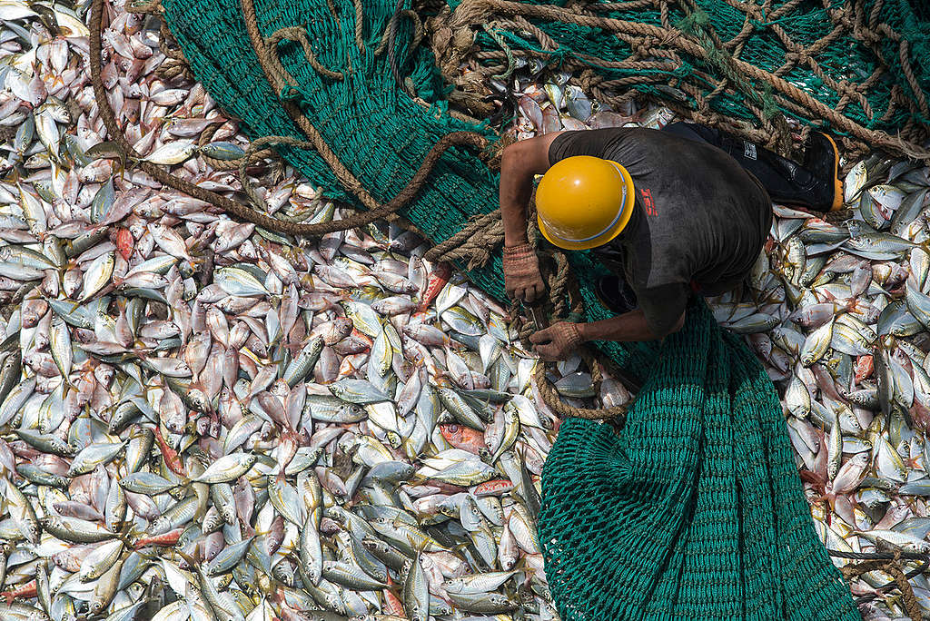 Catch on Board Chinese Fishing Vessel in Guinea. © Pierre Gleizes / Greenpeace