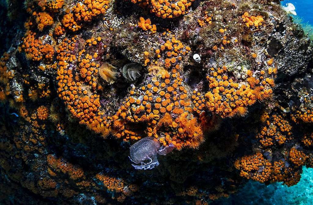 Corals in Ventotene Island. © Lorenzo Moscia / Greenpeace