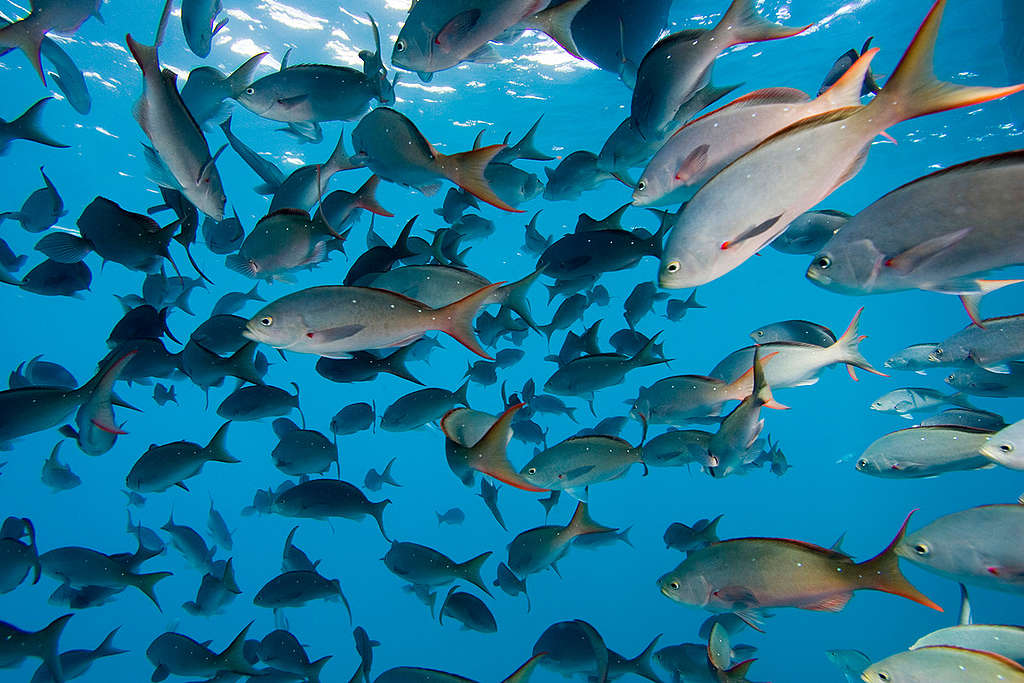 Defending Our Oceans Tour, Worlds Aquarium in Mexico. © Greenpeace / Alex Hofford
