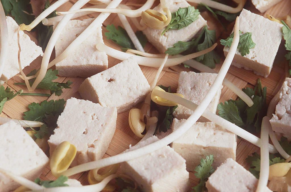 Tofu and Soy Sprouts. © Greenpeace / Fred Dott Tofu and Soy Sprouts. © Greenpeace / Fred Dott