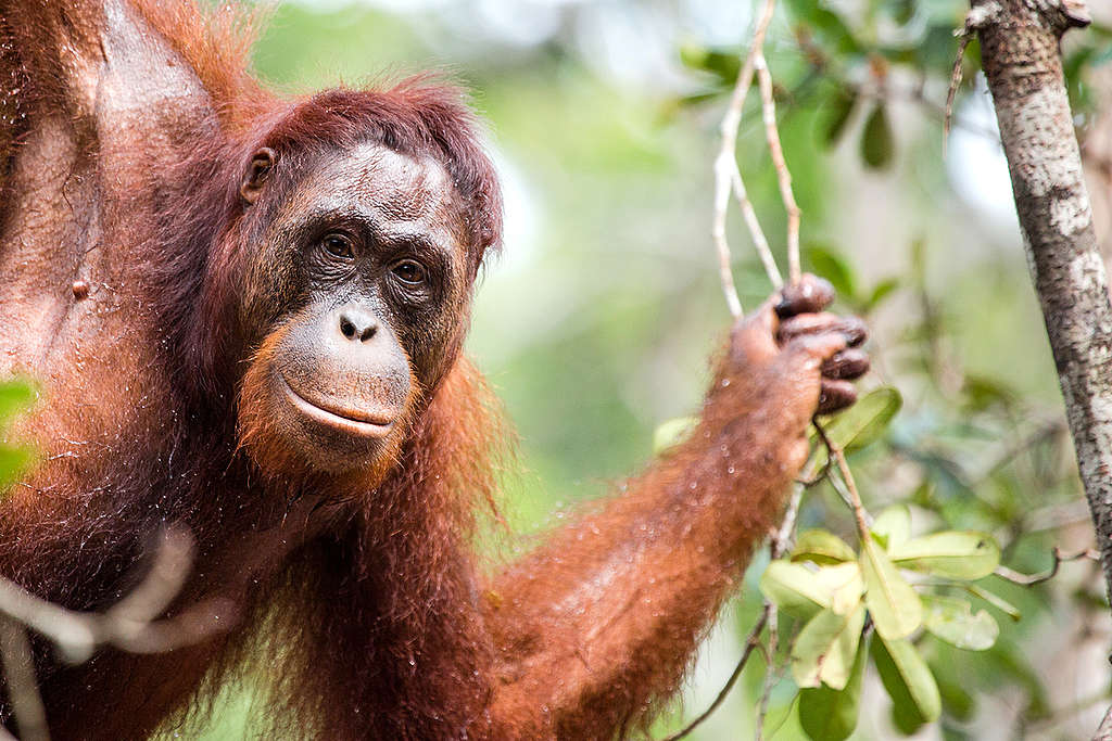 Orangutan at BOS Nyaru Menteng Orangutan Rescue Center in Indonesia. © Bjorn Vaugn / BOSF / Greenpeace