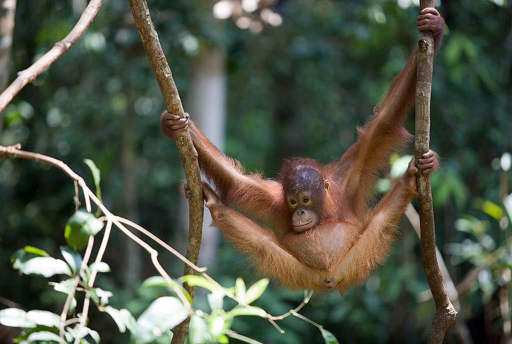 Orangutan at Borneo Orangutan Survival Foundation. © Greenpeace / Natalie Behring
