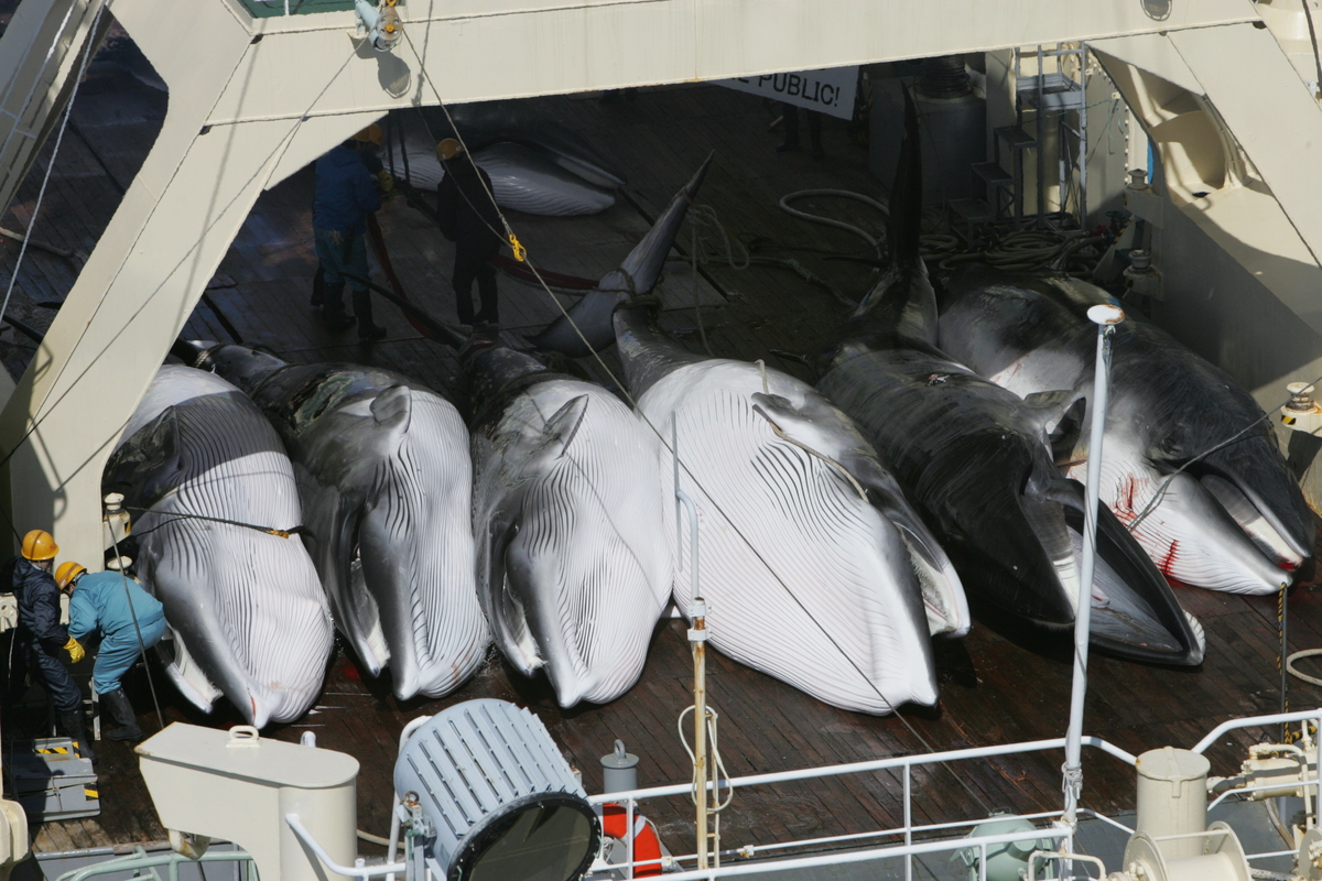 Greenpeace witnesses the killing of whales - Southern Ocean Tour 2005 - Sutton-Hibbert. © Greenpeace / Jeremy Sutton-Hibbert