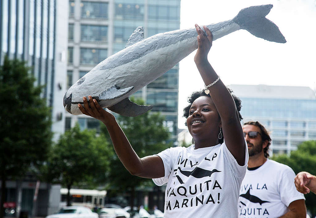 International Save the Vaquita Day 2015 in Washington D.C. © Greenpeace / Brooke Armstrong