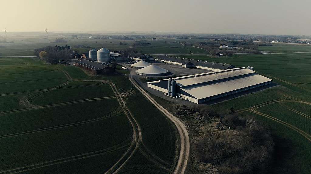 Factory Farm Bukkerupgaard in Bukkerup, Denmark. © Sune Scheller / Greenpeace