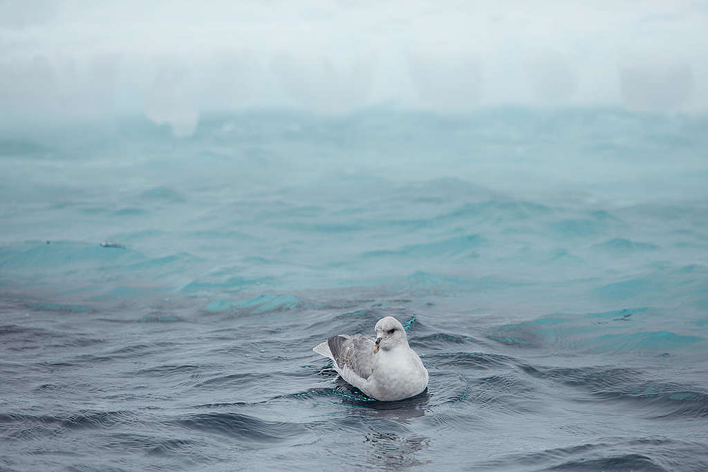 Seabird in the Arctic. © Denis Sinyakov / Greenpeace