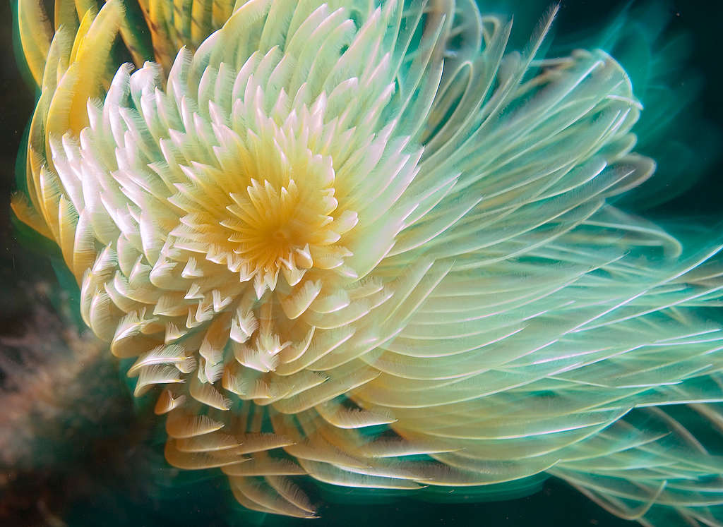 Spiral Tube Worm - Deep Sea Life in the Azores. © Greenpeace / Gavin Newman