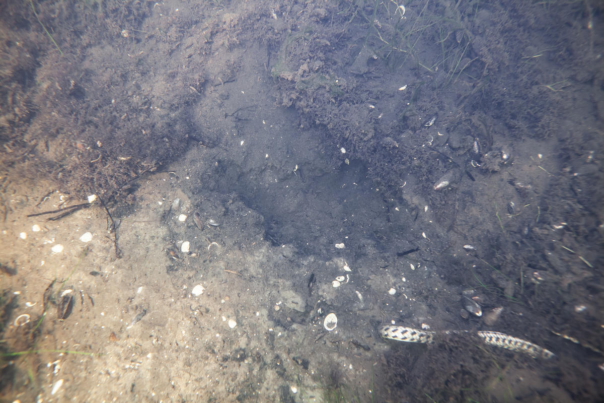 Seabed in the Baltic Sea. © Timo Kleinerüschkamp / Greenpeace