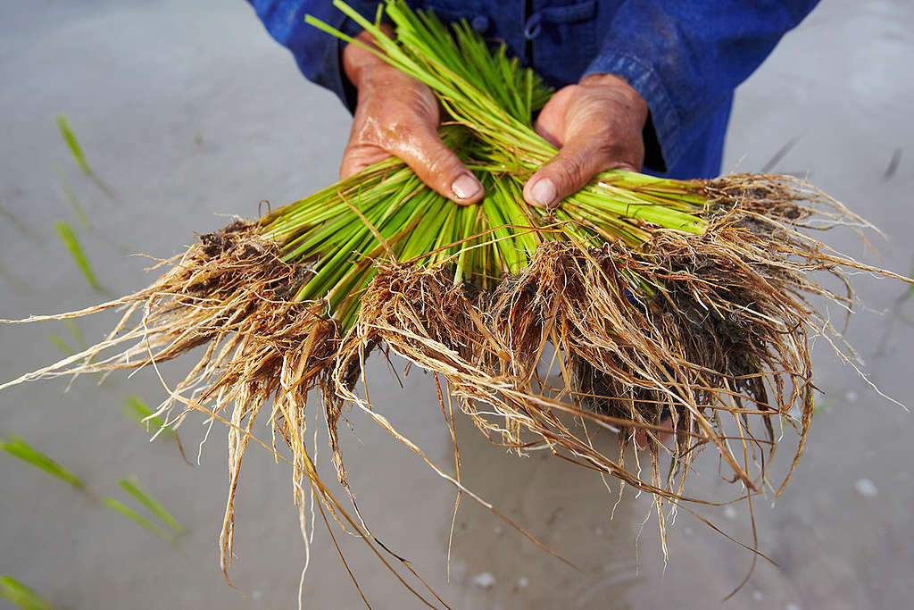 Organic Rice Art at Ratchaburi in Thailand. © Greenpeace / Athit Perawongmetha