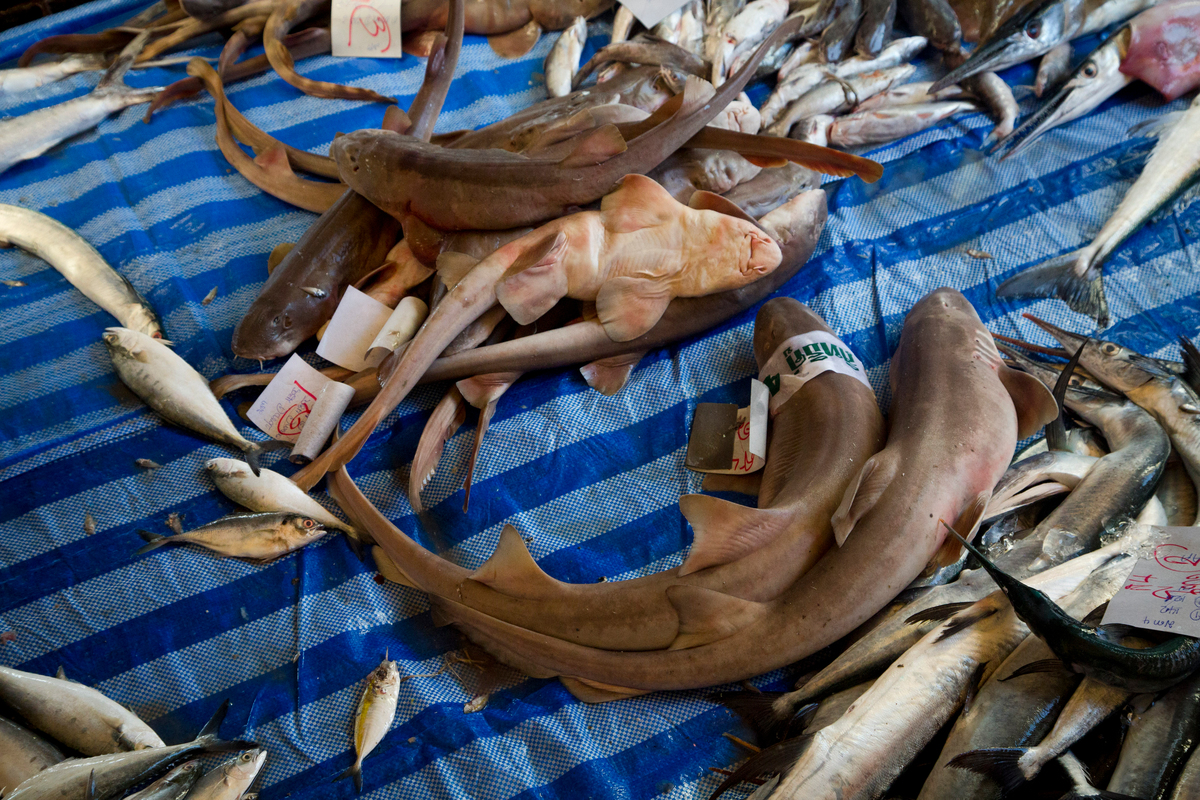 Sharks at Fishing Port in Thailand. © Chanklang Kanthong / Greenpeace