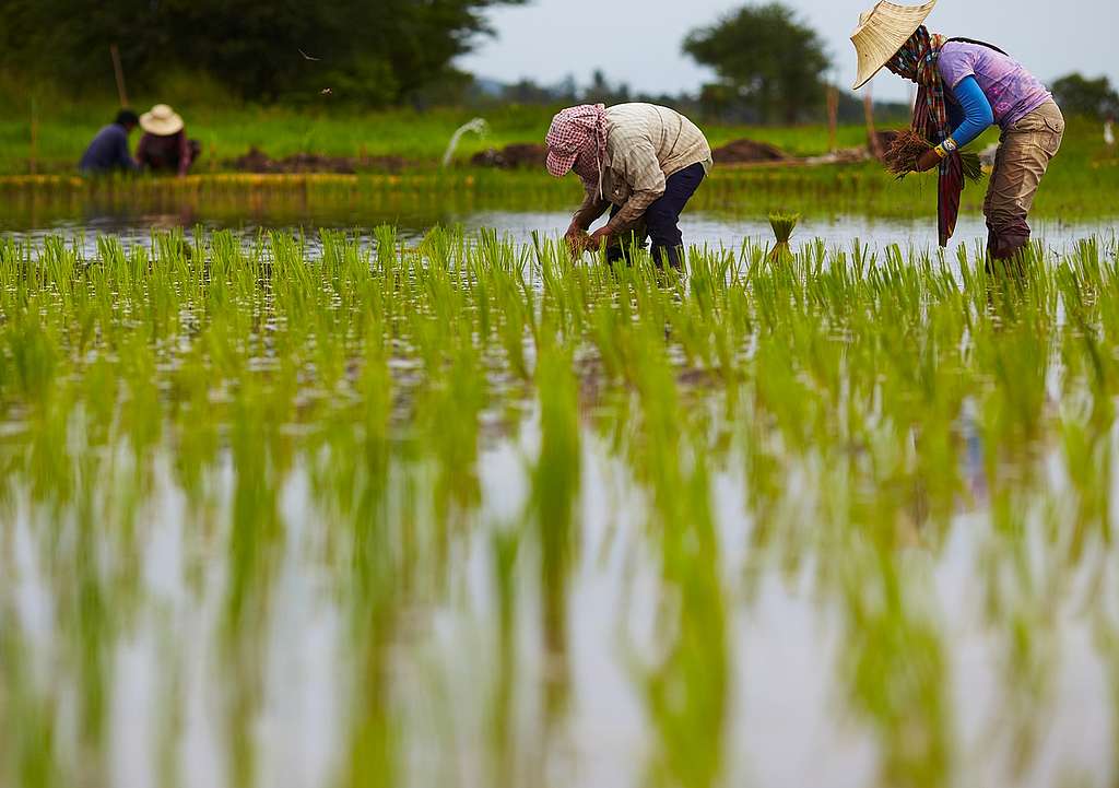 Organic Rice Art at Ratchaburi in Thailand. © Greenpeace / Athit Perawongmetha Organic Rice Art at Ratchaburi in Thailand. © Greenpeace / Athit Perawongmetha
