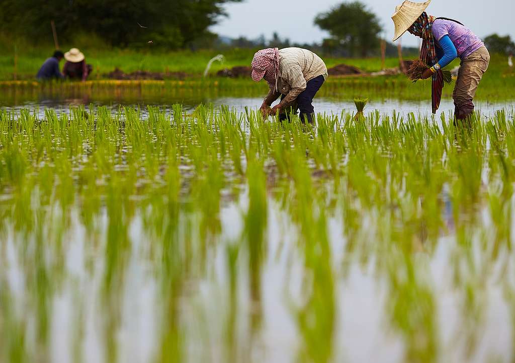 Organic Rice Art at Ratchaburi in Thailand. © Greenpeace / Athit Perawongmetha