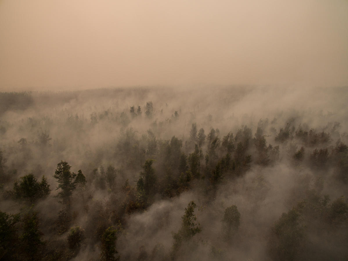 Forest Fires Investigation in PT GAL, Central Kalimantan. © Alif Rizky / Greenpeace