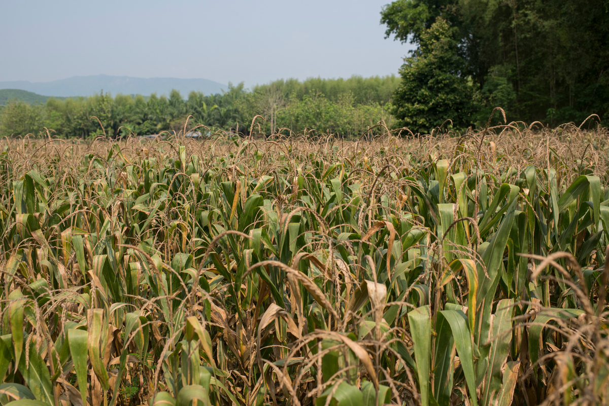  El Niño Impacts in Northern Thailand. © Vincenzo Floramo / Greenpeace