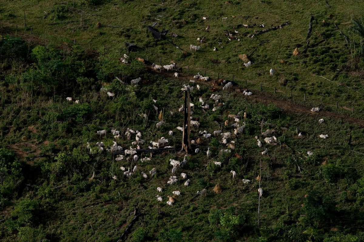 Cattle Ranching in Brazil. © Marizilda Cruppe / EVE / Greenpeace