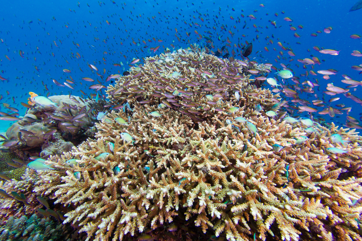 Corals at Palawan Archipelago in the Philippines. © Steve De Neef