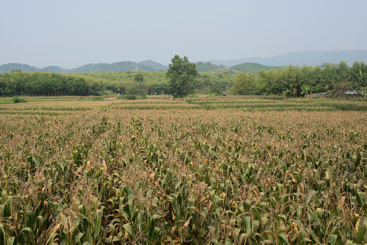  El Niño Impacts in Northern Thailand. © Vincenzo Floramo / Greenpeace