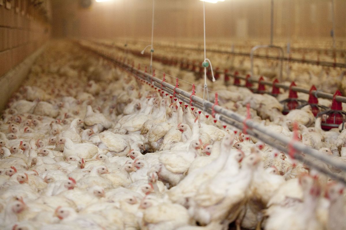 Chickens on Farm in North Germany. © Greenpeace Chickens on Farm in North Germany. © Greenpeace