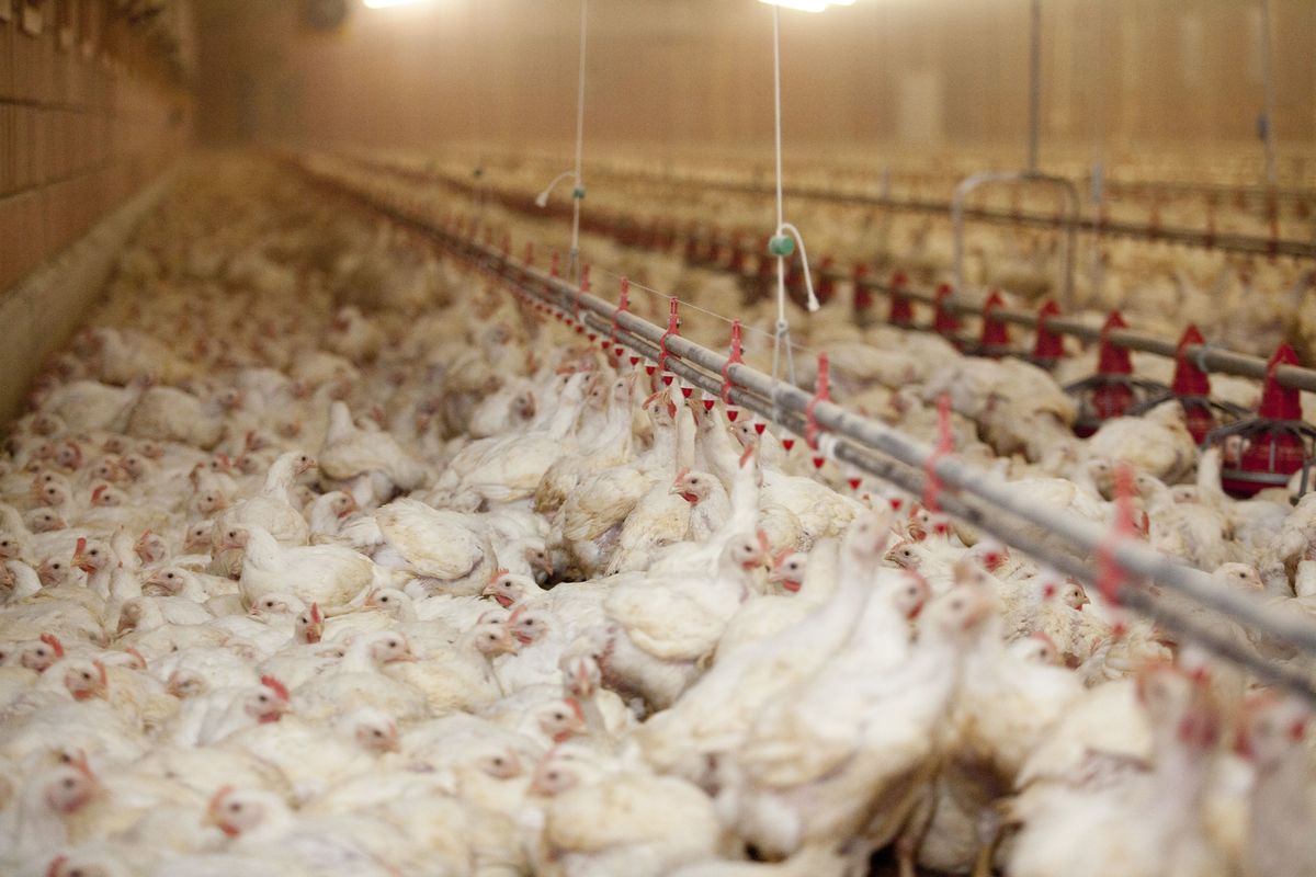 Chickens on Farm in North Germany. © Greenpeace