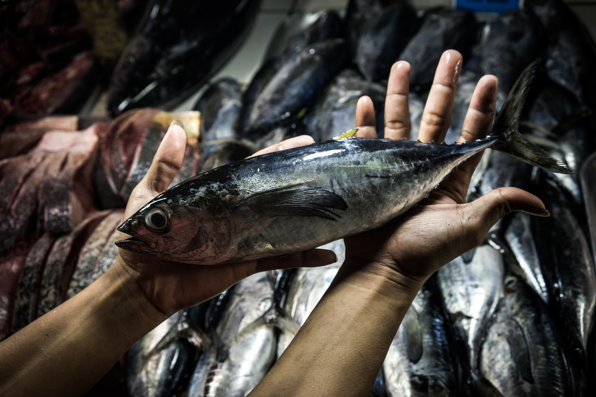 Juvenile Tuna in Market in the Philippines. © Sanjit Das / Greenpeace