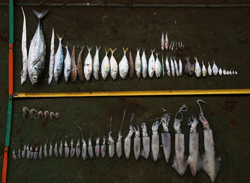 Destructive Fishing Methods in the Gulf of Thailand. © Athit Perawongmetha / Greenpeace