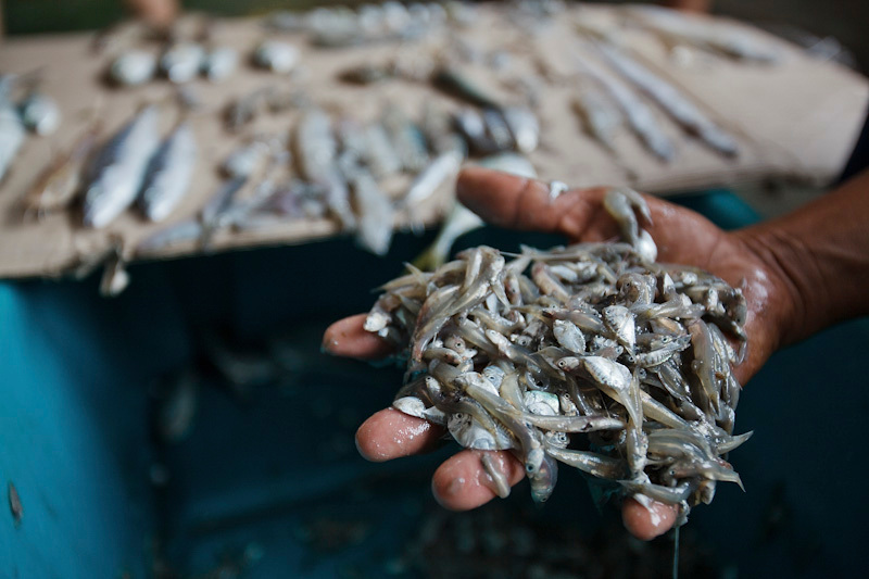 Destructive Fishing Methods in the Gulf of Thailand. © Athit Perawongmetha / Greenpeace