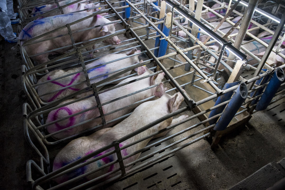 Sows and Piglets in Gestation Cages in Thuringia. © Greenpeace