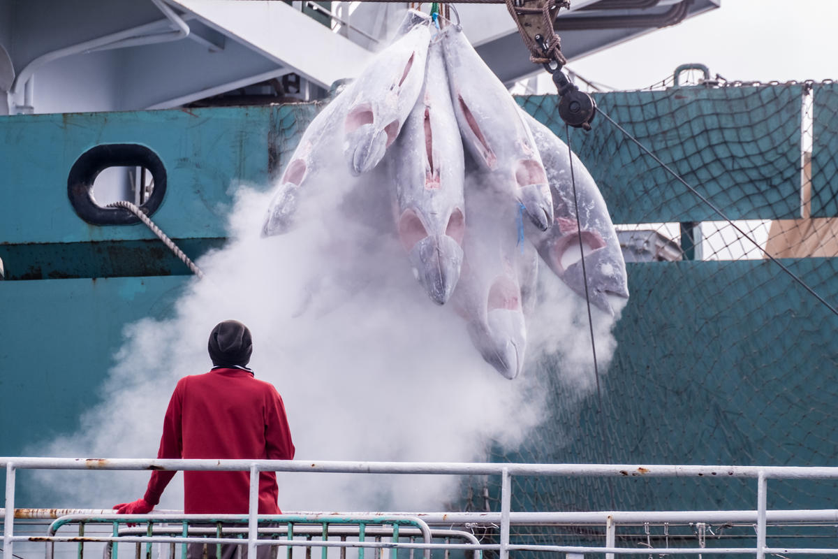 Transshipment in the Miid-Atlantic Ocean. © Tommy Trenchard / Greenpeace