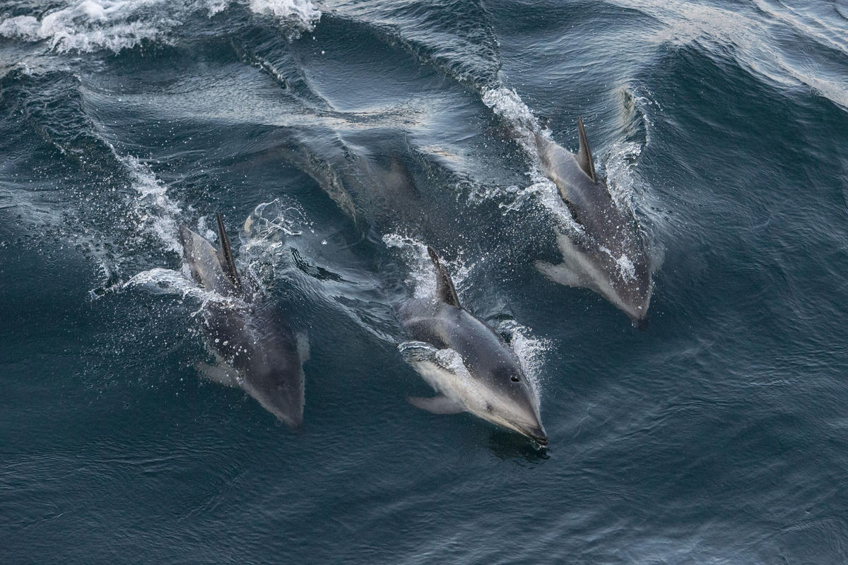 Dusky Dolphins in the Argentine Sea. © Martin Katz / Greenpeace Dusky Dolphins in the Argentine Sea. © Martin Katz / Greenpeace