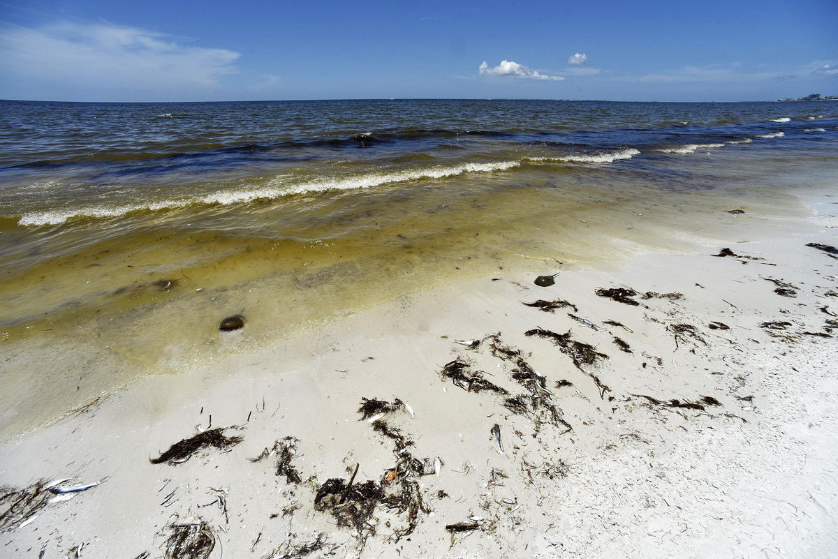 Toxic Algae Blooms in Florida. © Steve Nesius / Greenpeace